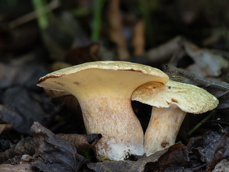 Gyrodon lividus Gyrodon lividus